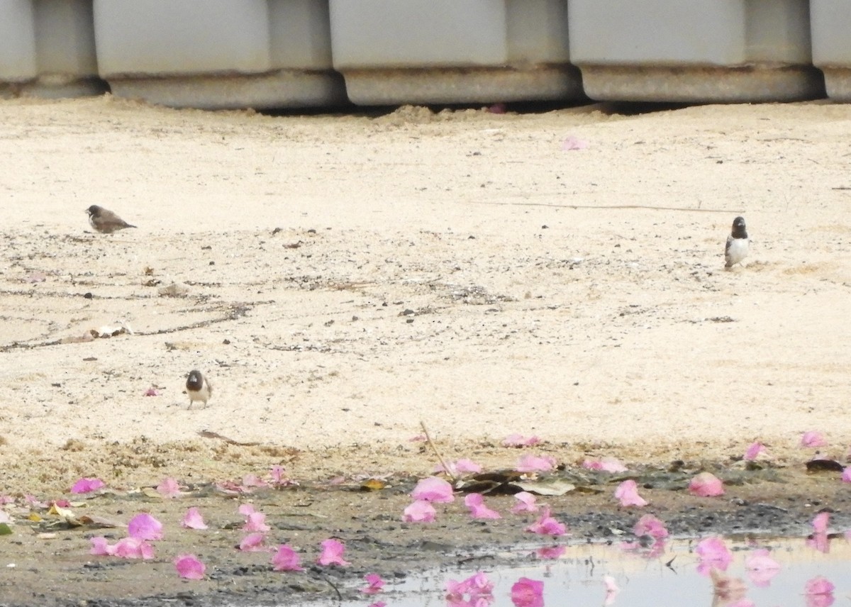 Bronze Mannikin - ML645856095