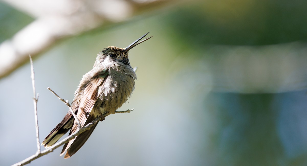 Blue-throated Mountain-gem - ML645856096