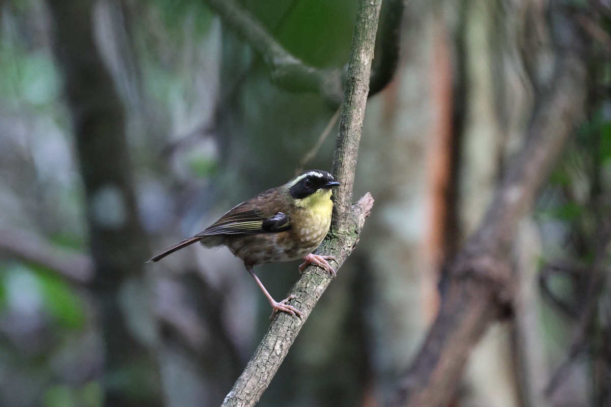 Yellow-throated Scrubwren - ML645856099