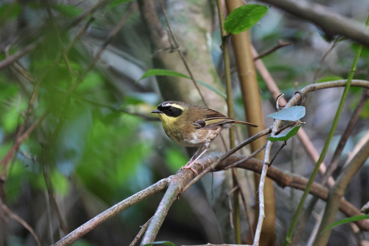 Yellow-throated Scrubwren - ML645856102