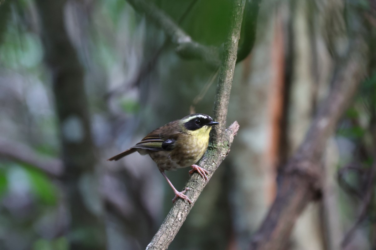 Yellow-throated Scrubwren - ML645856103