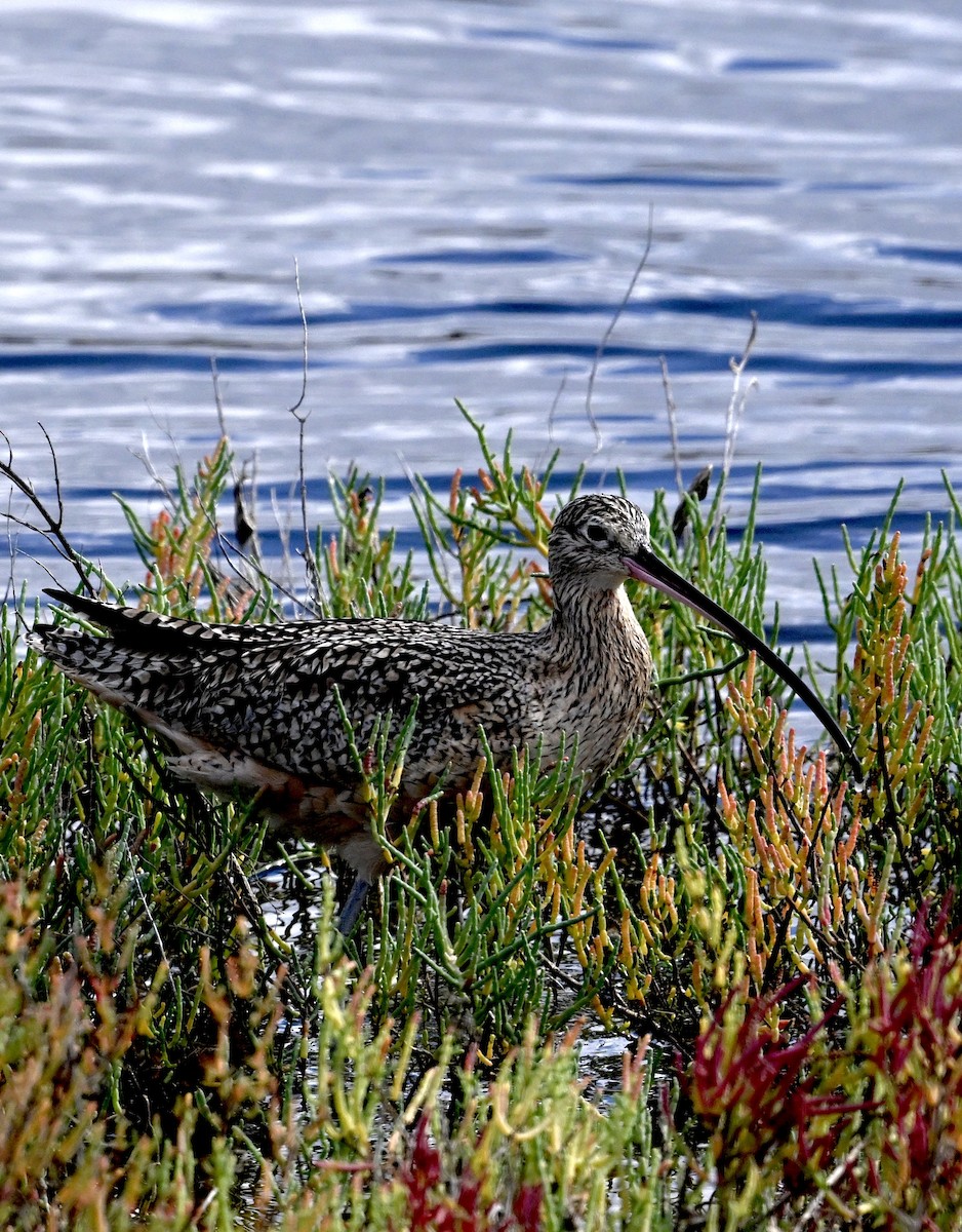 Long-billed Curlew - ML645856107