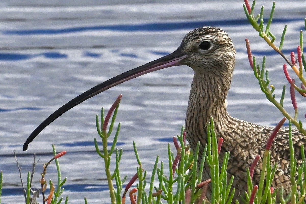 Long-billed Curlew - ML645856108