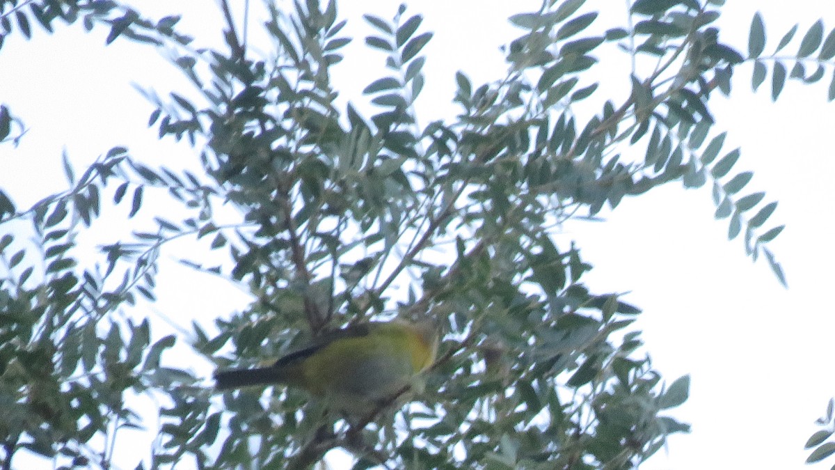 Common Chlorospingus - ML645856110