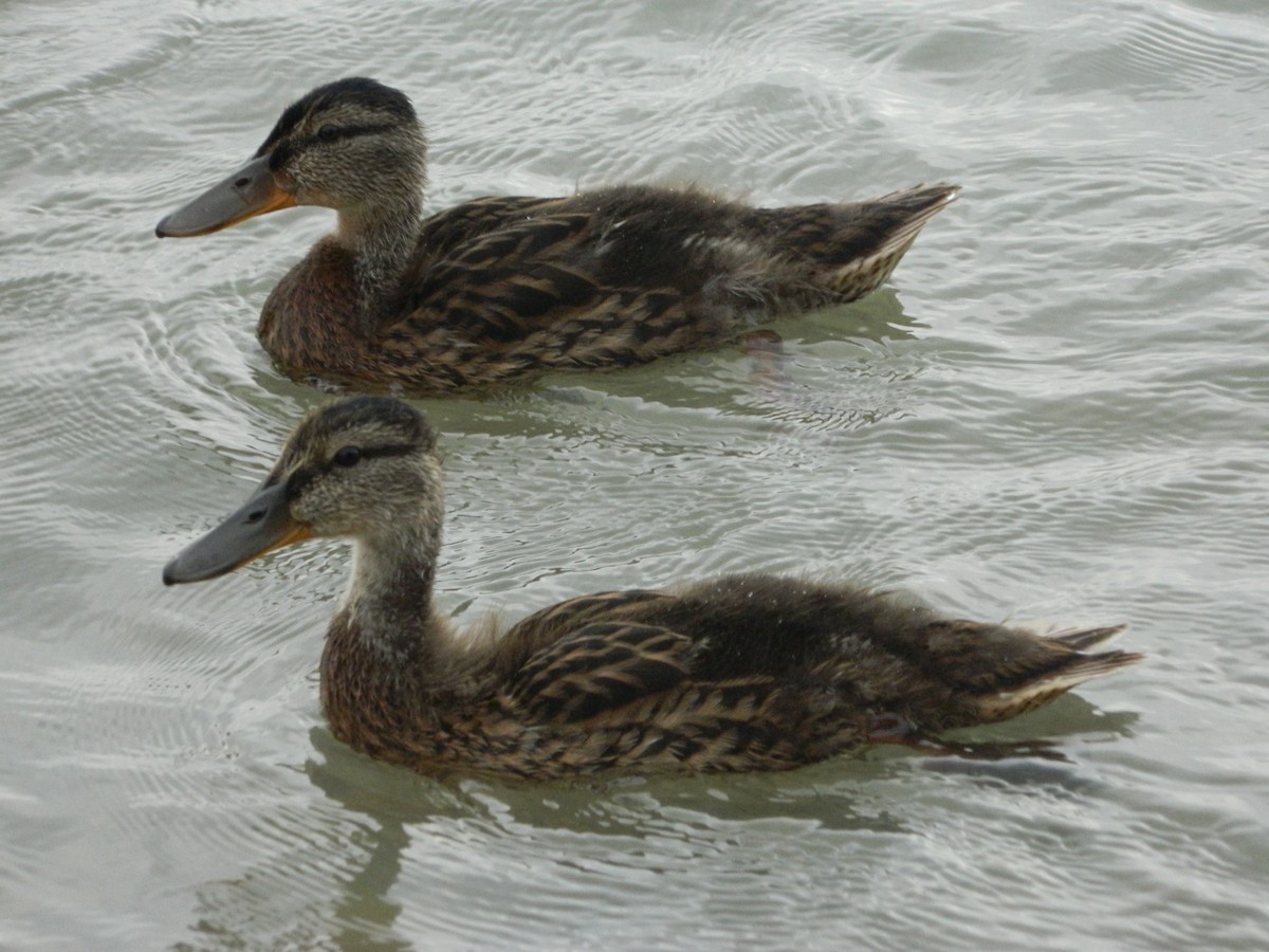 Mallard - ML645856120