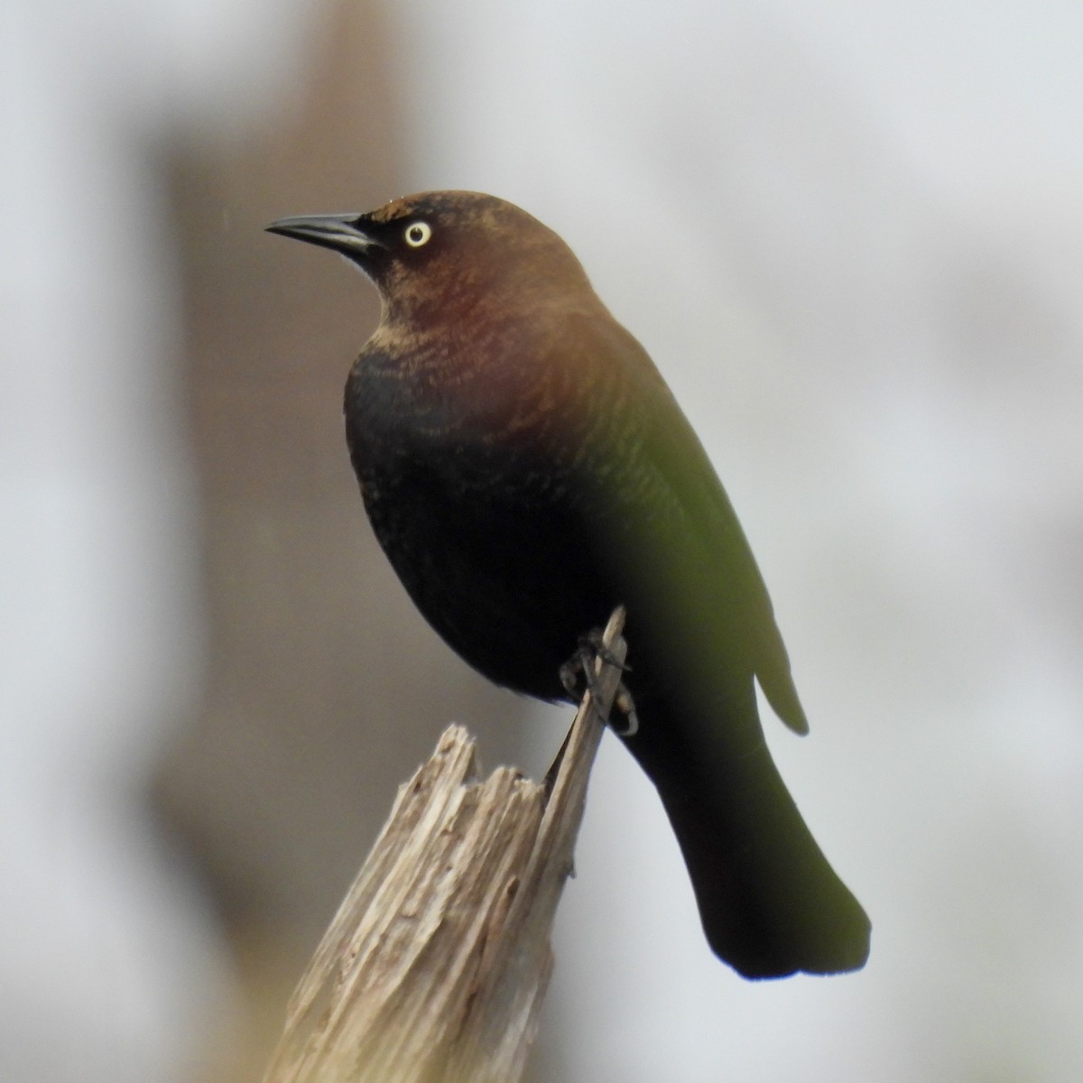 Rusty Blackbird - ML645856123