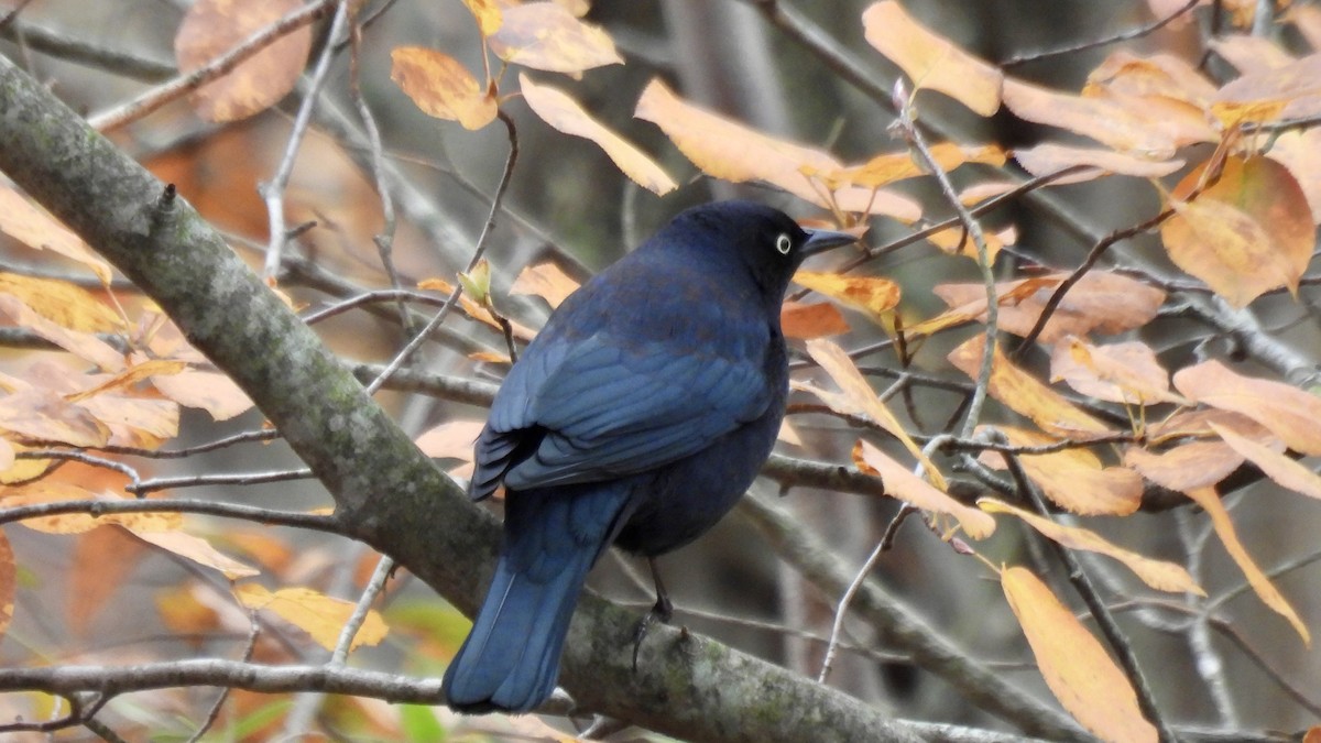 Rusty Blackbird - ML645856124