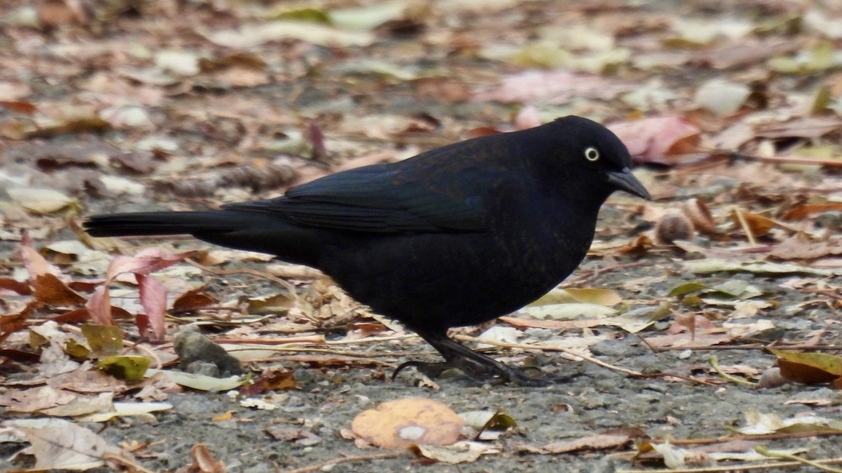 Rusty Blackbird - ML645856125