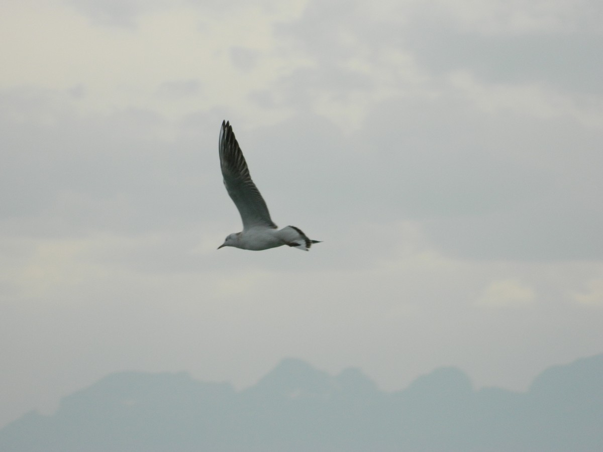 Black-headed Gull - ML645856126