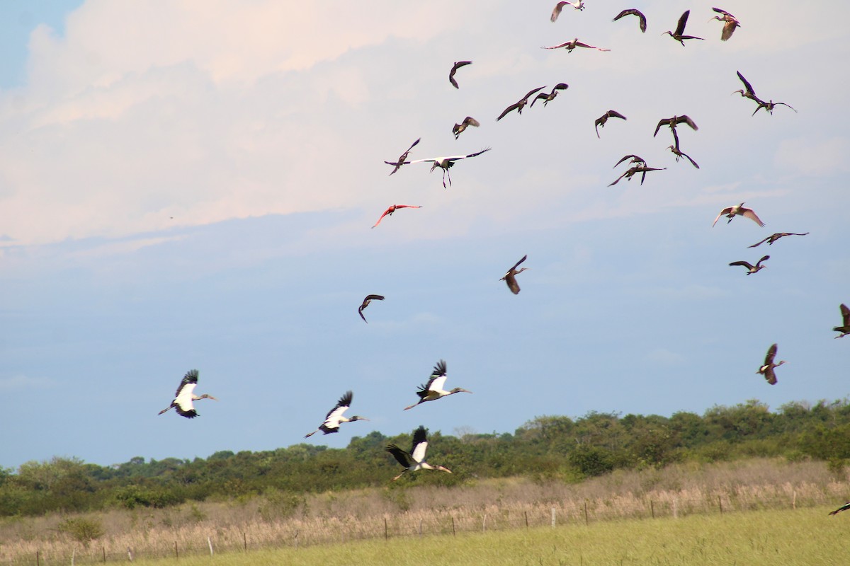 Wood Stork - ML645856127