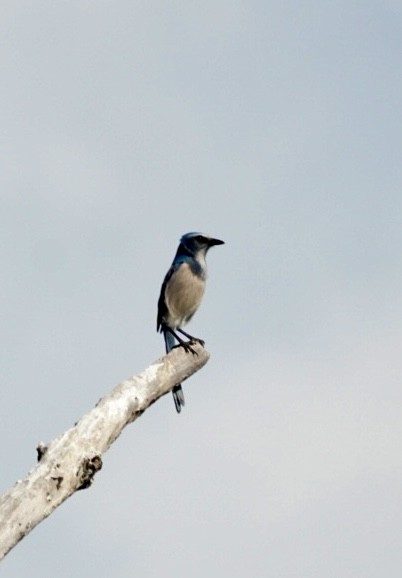 Florida Scrub-Jay - ML645856128