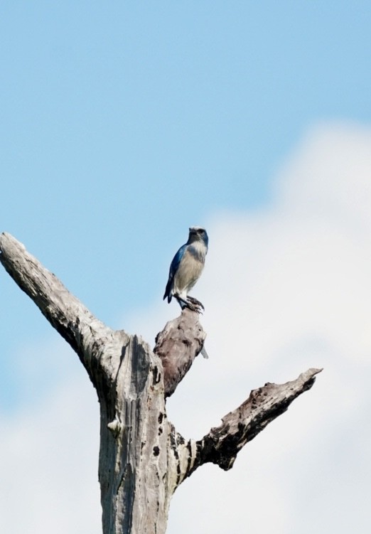 Florida Scrub-Jay - ML645856129