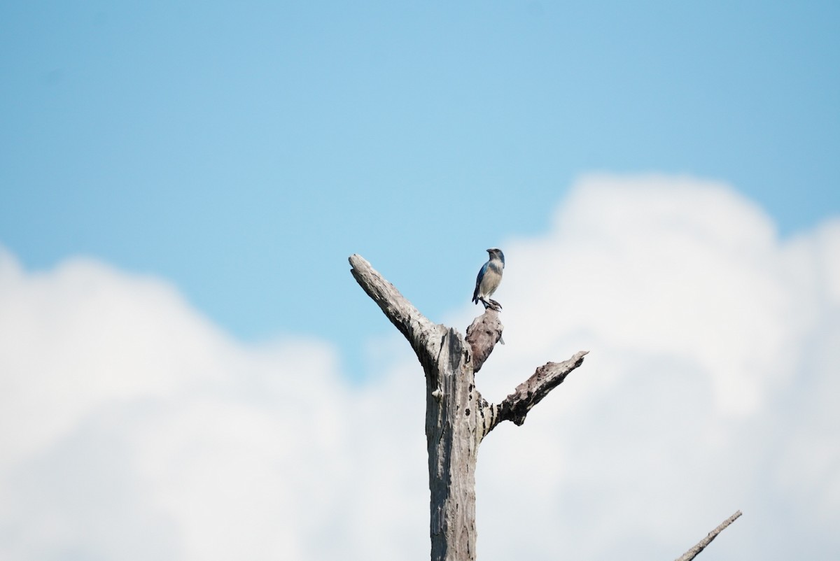 Florida Scrub-Jay - ML645856130