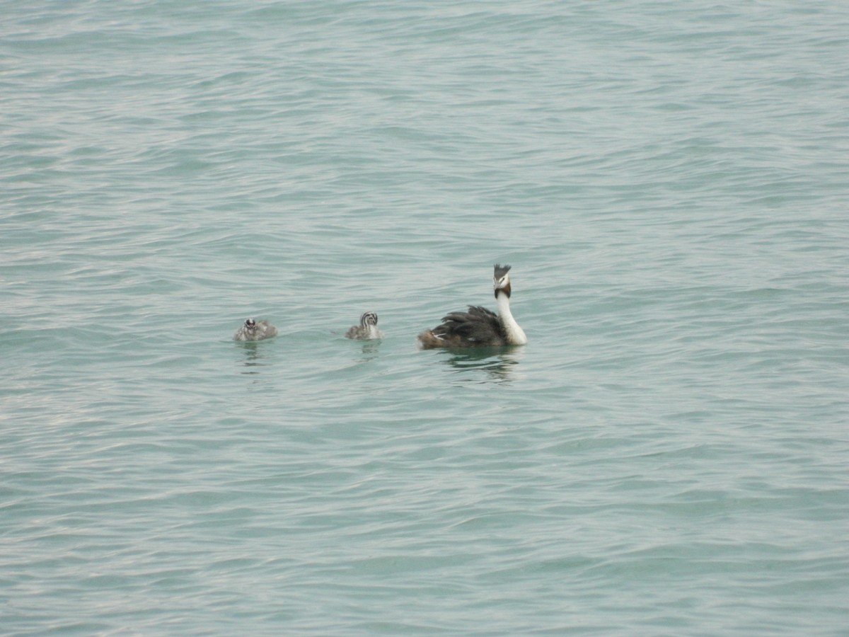 Great Crested Grebe - ML645856131