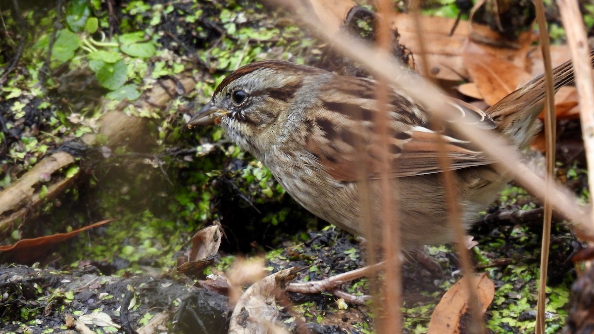 Swamp Sparrow - ML645856132