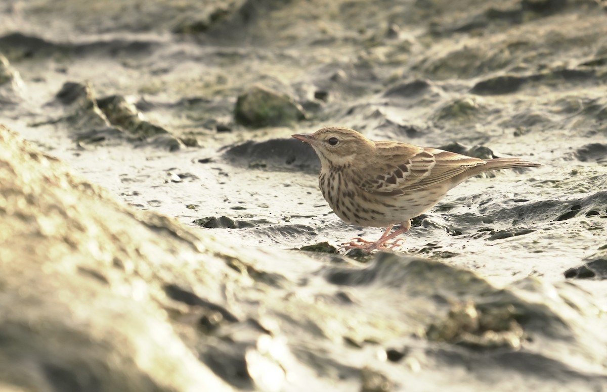 Meadow Pipit - ML645856133
