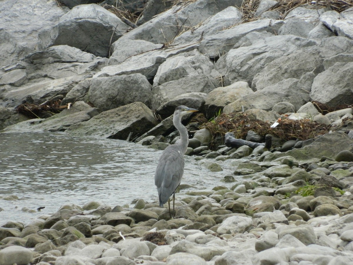 Gray Heron - ML645856134