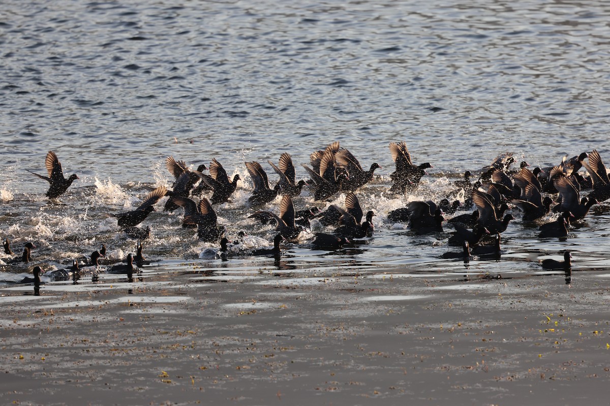 Eurasian Coot - ML645856135
