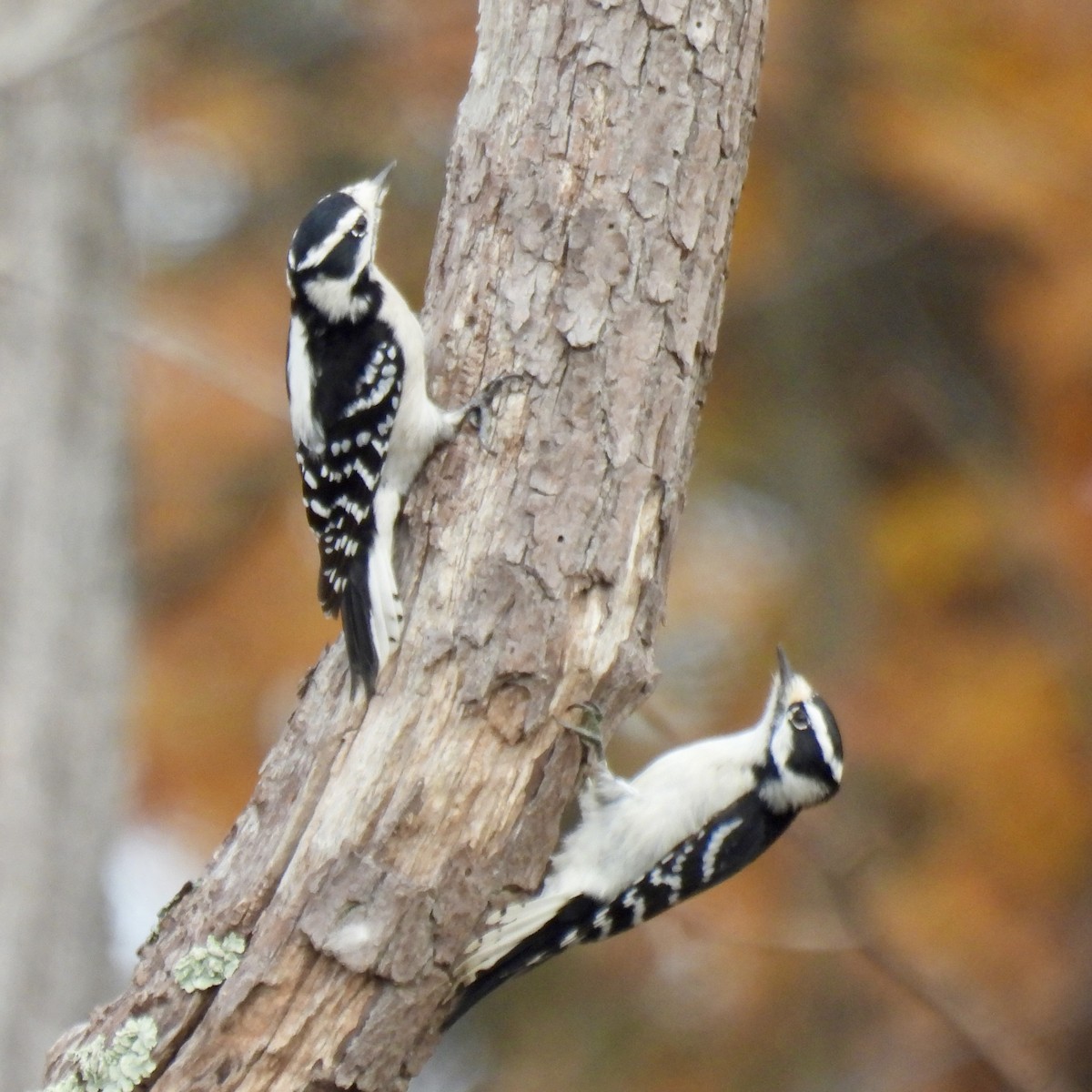 Downy Woodpecker - ML645856136