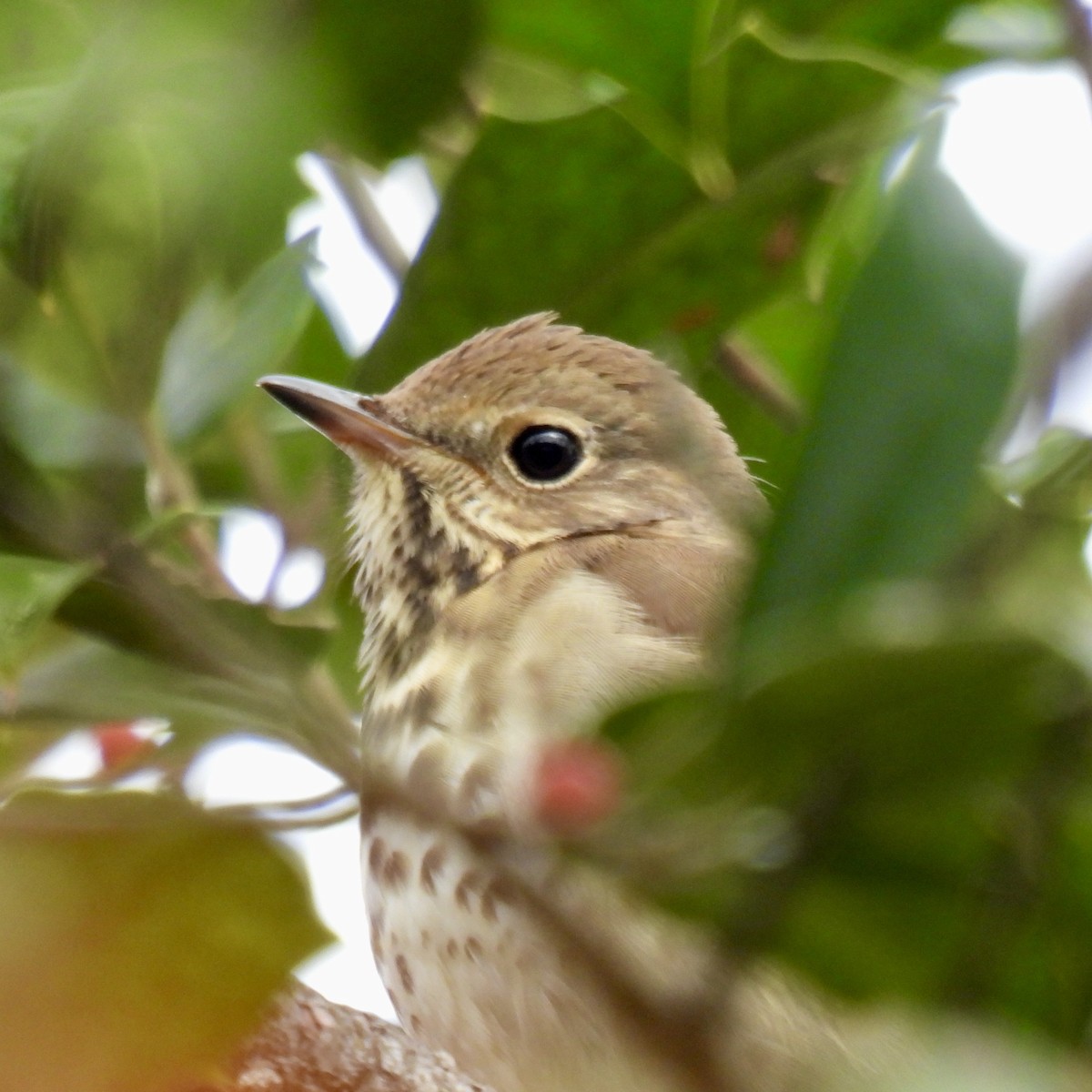 Hermit Thrush - ML645856139