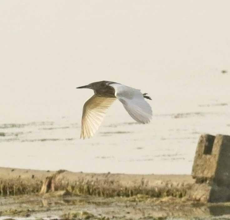 Indian Pond-Heron - ML645856142