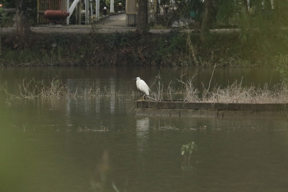 Aigrette garzette - ML645856146