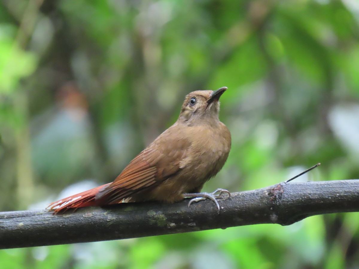 Plain-brown Woodcreeper - ML645856150