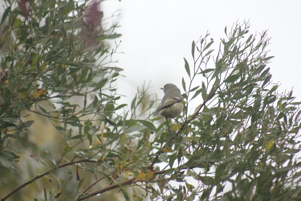 Ruby-crowned Kinglet - ML645856153
