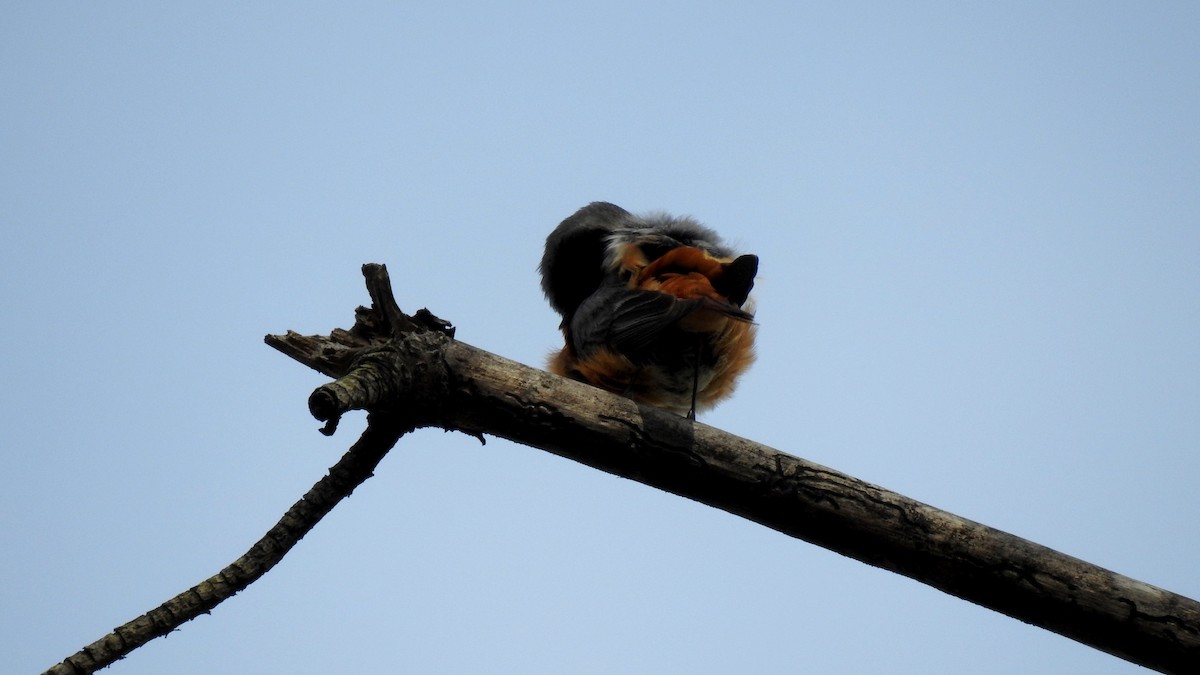 Common Redstart - ML645856154