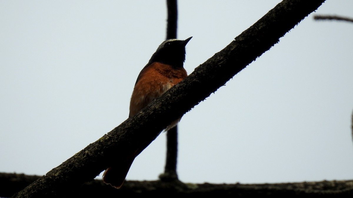 Common Redstart - ML645856155