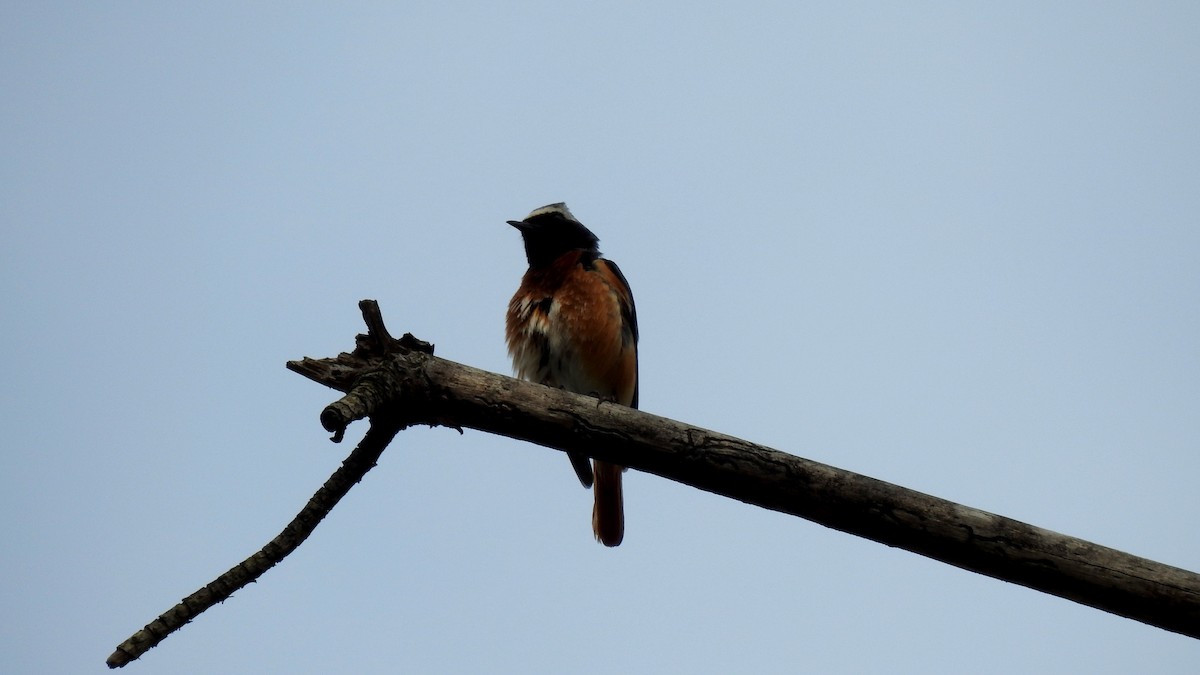 Common Redstart - ML645856156