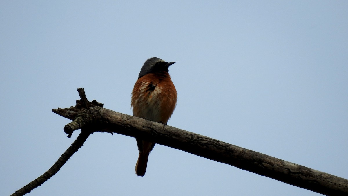 Common Redstart - ML645856157
