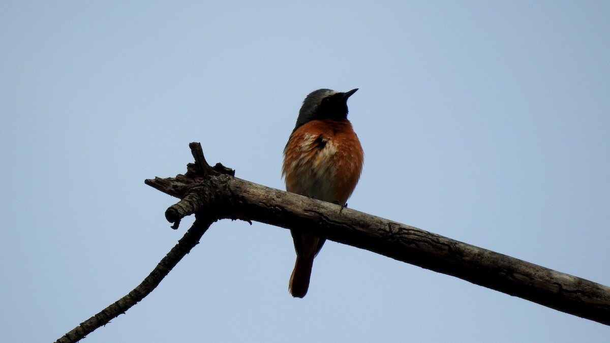 Common Redstart - ML645856158