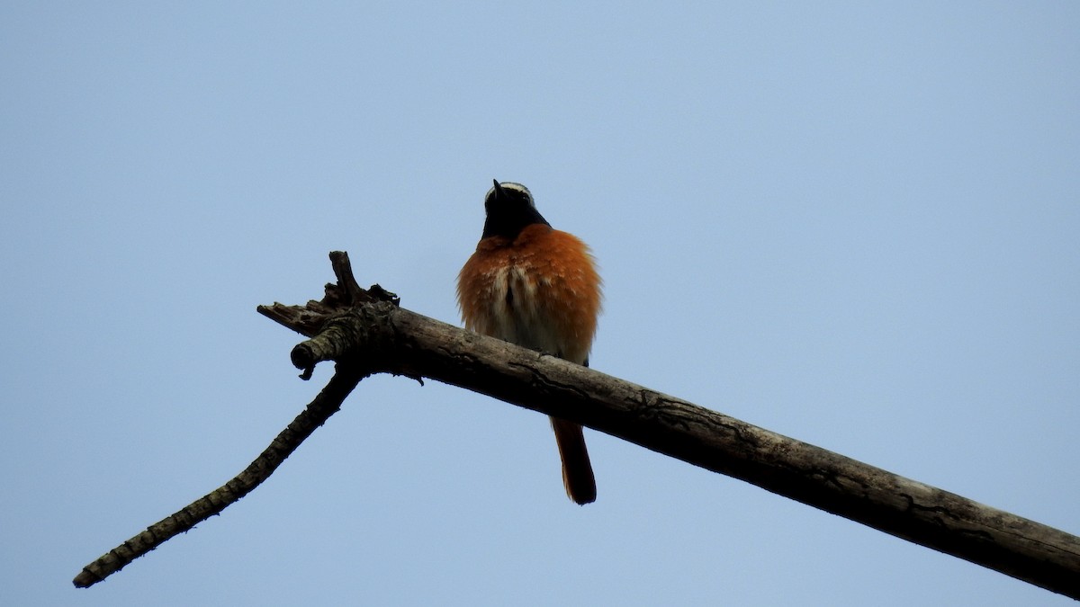 Common Redstart - ML645856159