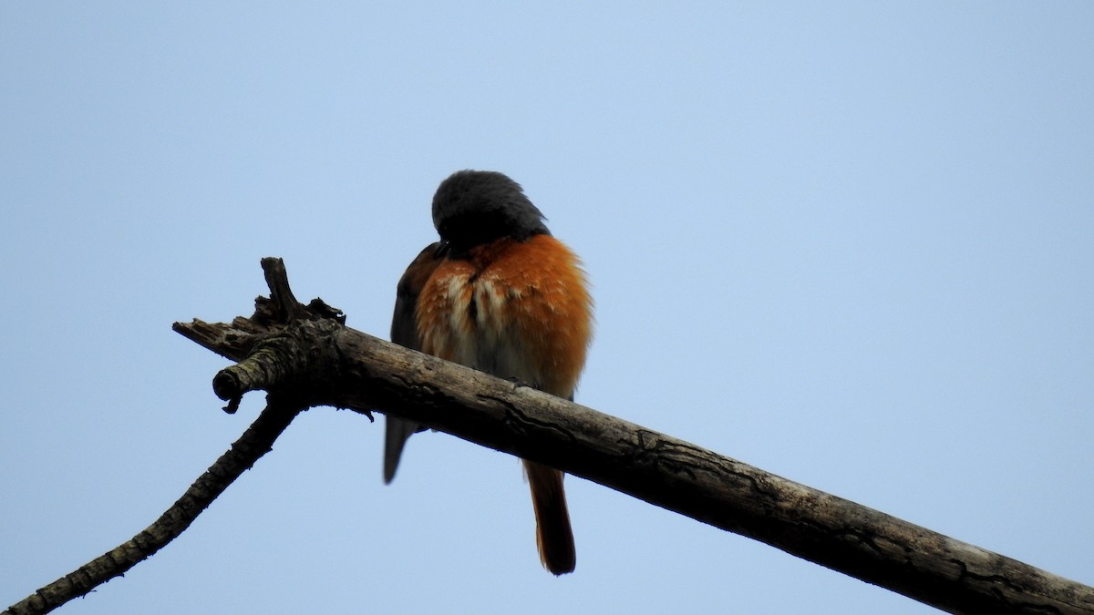 Common Redstart - ML645856160