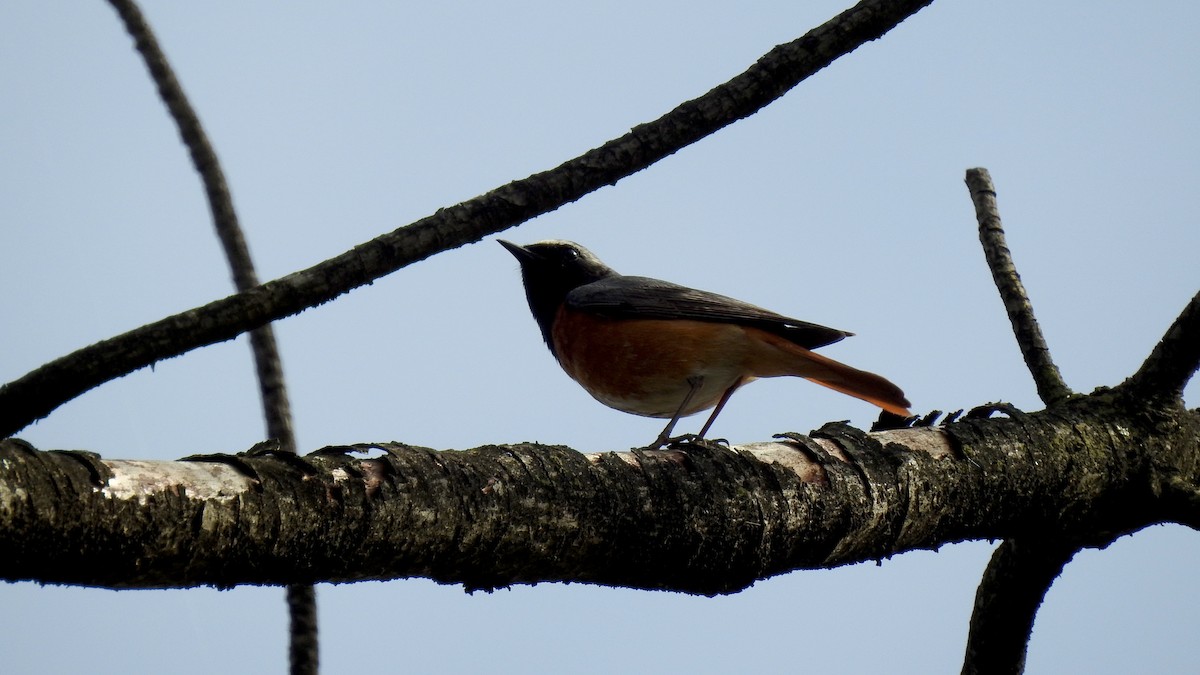 Common Redstart - ML645856161