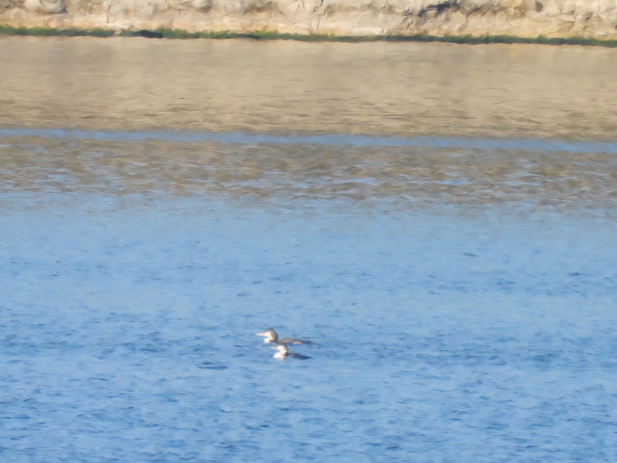 Common Loon - ML645856162