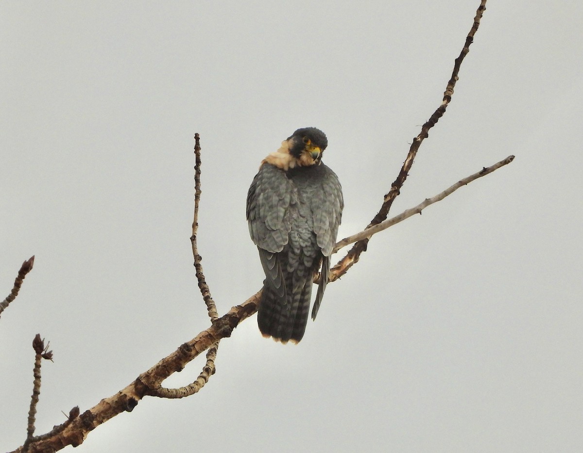 Peregrine Falcon - ML645856163