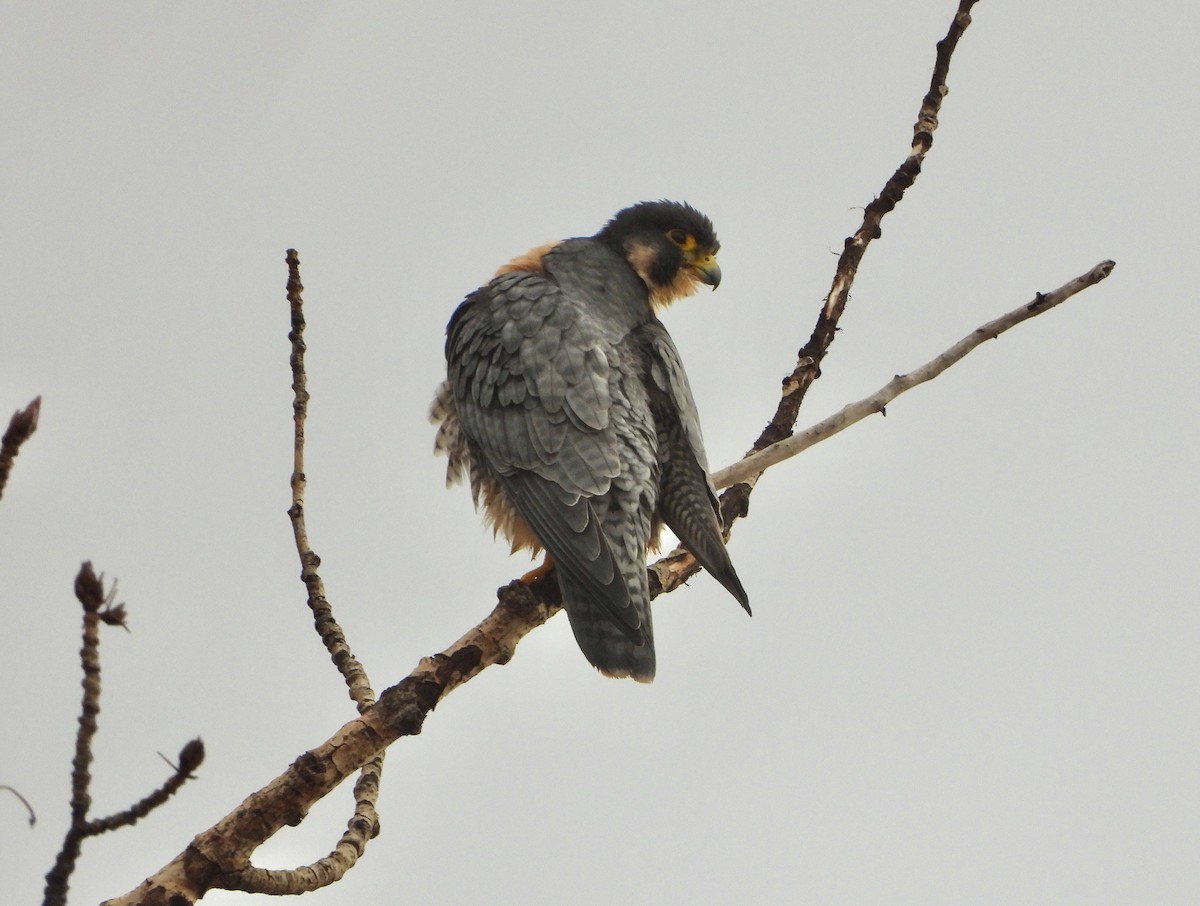 Peregrine Falcon - ML645856164