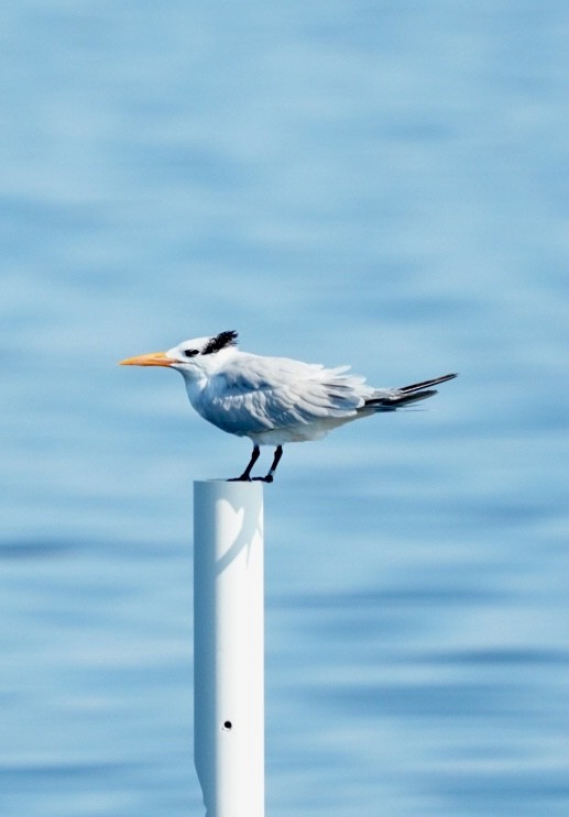 Royal Tern - ML645856165