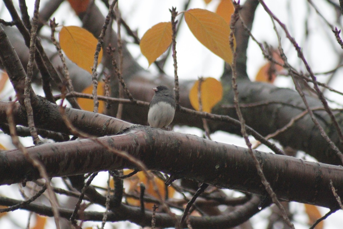 Dark-eyed Junco (Slate-colored) - ML645856167