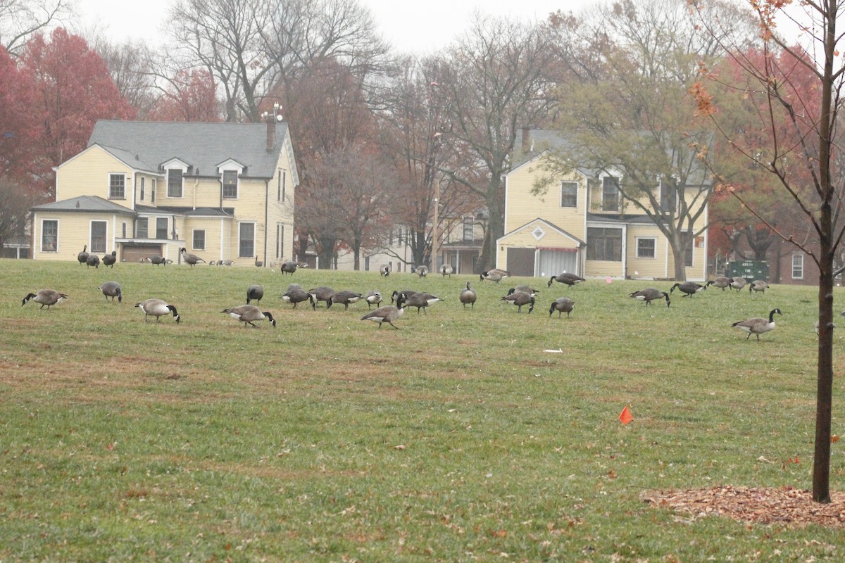 Canada Goose - ML645856174