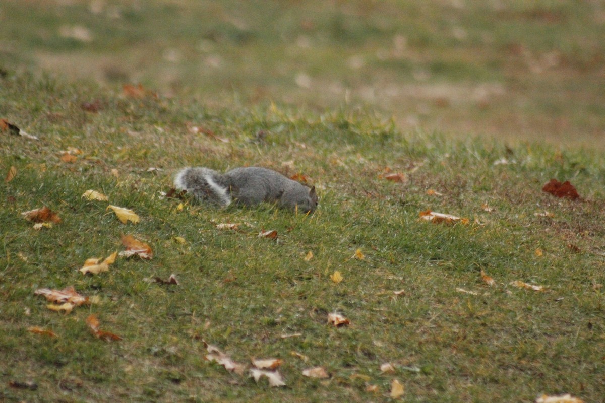 Animals - ML645856190