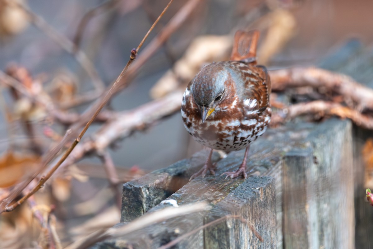 strnadec kaštanový - ML645856193