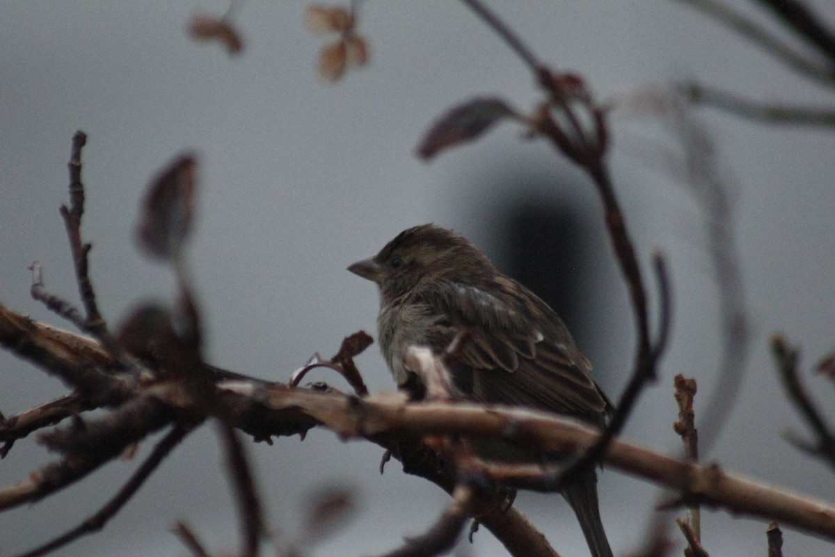 House Sparrow - ML645856195