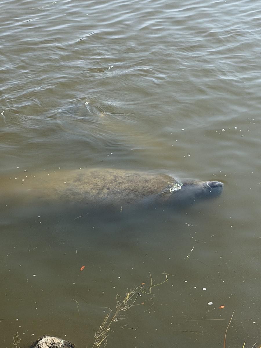 Florida Manatee - ML645856200