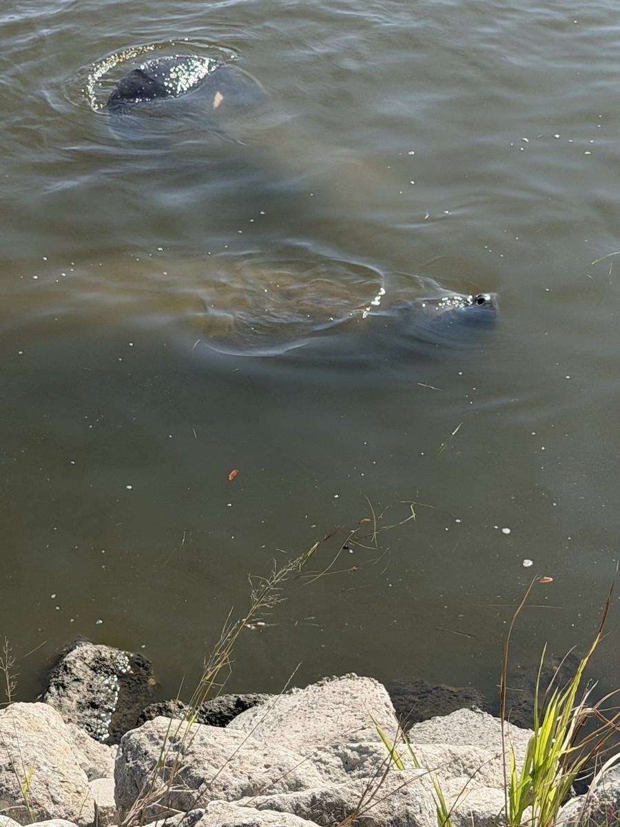 Florida Manatee - ML645856201