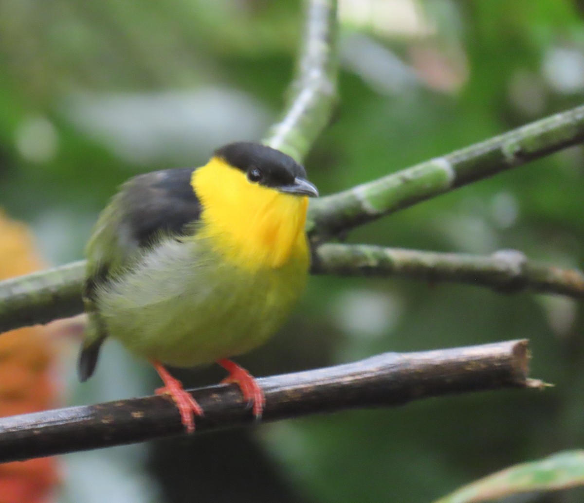 Golden-collared Manakin - ML645856211