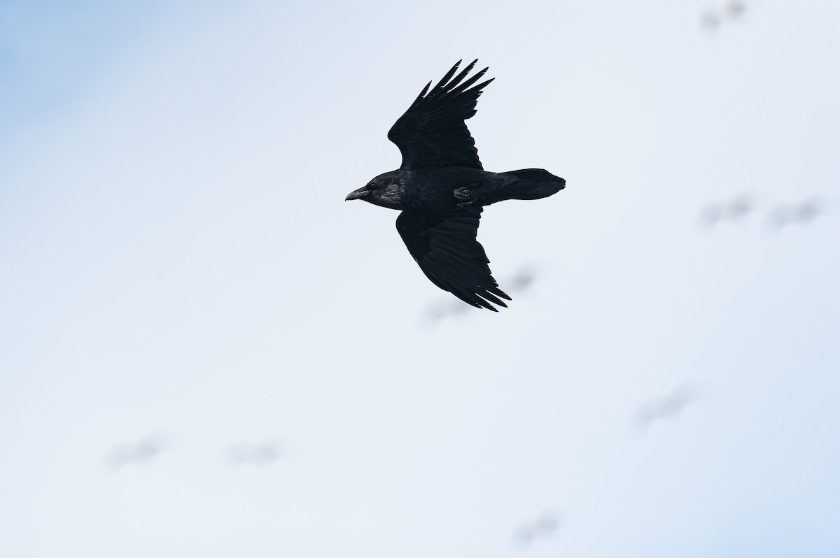 Common Raven - ML645856213