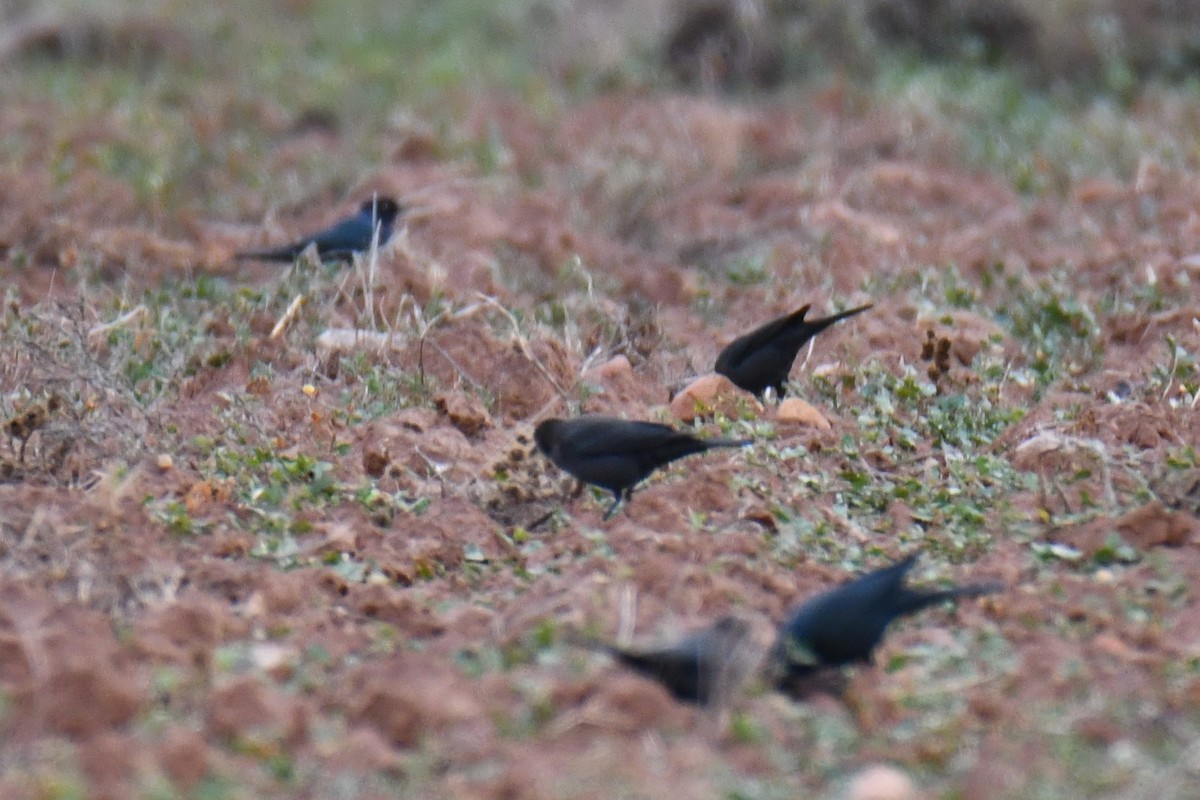Трупіалець пурпуровий - ML645856219